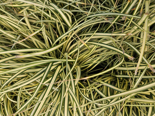 Gold Segge Carex oshimensis 'Evergold' – ↕10-25cm – Ø9cm – 6 Pflanzen – Bodendecker – Immergrün – Pflegeleicht – Schattentauglich 