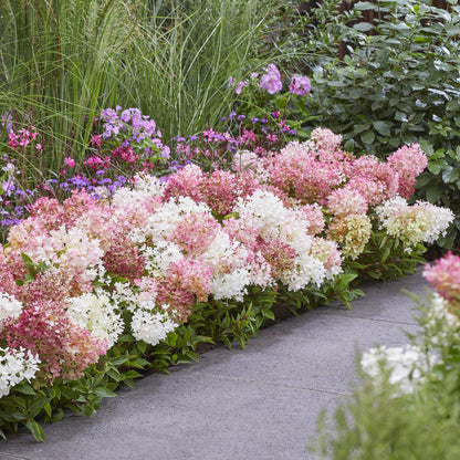 Green boutiQ - Gartenpflanze - Hydrangea panniculata Groundbreaker Blush - Pluimhortensia - Winterhart - Rosa - 2 Pflanzen - Topf 14cm - Höhe 20-25cm 