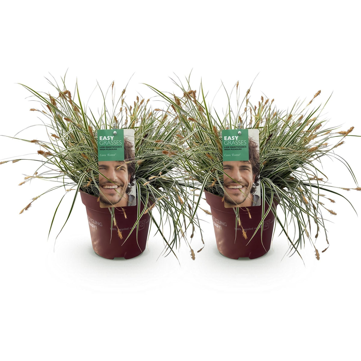 Grünweiße Segge Carex oshimensis Everest – 2 Pflanzen – Ø17cm – Immergrün, winterhart & pflegeleicht – Weiß-grüne Blätter – Höhe ca. 50cm – Vielseitig & langlebig 