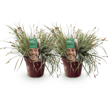 Grünweiße Segge Carex oshimensis Everest – 2 Pflanzen – Ø17cm – Immergrün, winterhart & pflegeleicht – Weiß-grüne Blätter – Höhe ca. 50cm – Vielseitig & langlebig 