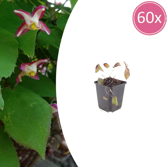 Elfenblume Epimedium rubrum Winterharte Schattenstaude mit rotrosa Blüten Ø9cm 60 Stück