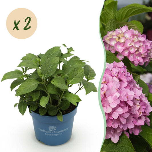 Green boutiQ - Gartenpflanze - Hydrangea Endles Summer The Original Pink - Hortensie - Winterhart - Rosa - 2 Pflanzen - Topf 14cm - Höhe 20-25cm 