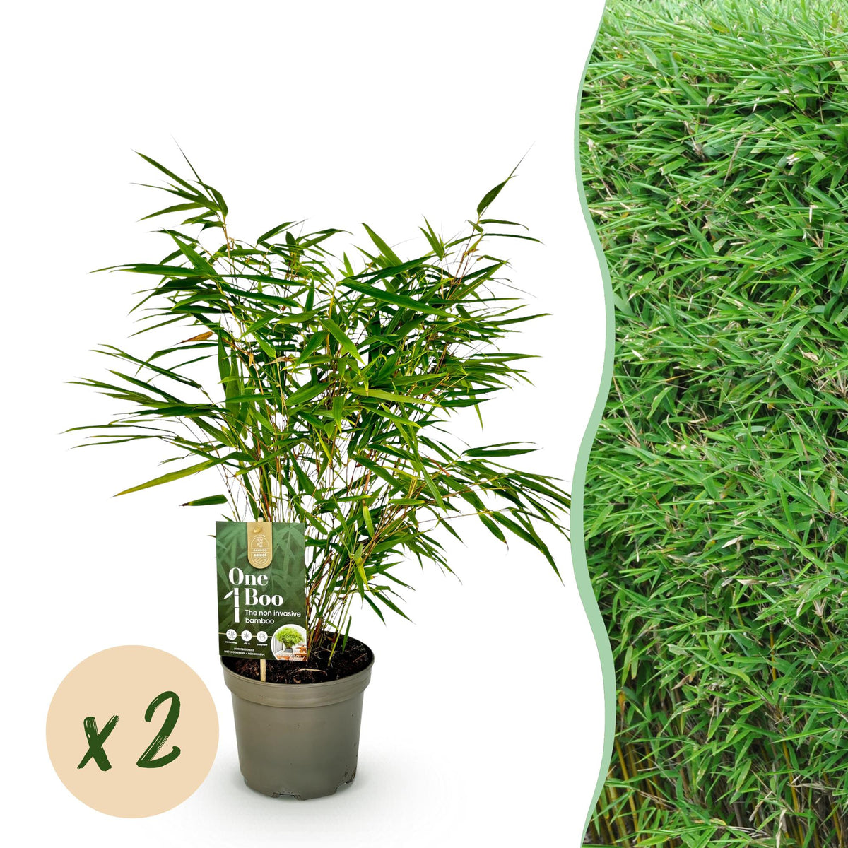 GreenboutiQ - Bambus - Fargesia rufa - Grün - 2 Pflanzen - Immergrün - Nicht Ausbreitend - Topf 17cm Höhe 60cm 
