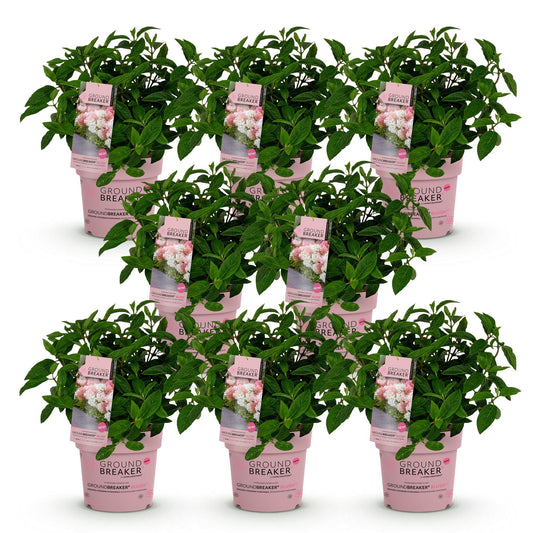 Rispenhortensie Hydrangea paniculata Groundbreaker Blush 8er Set – winterhart rosa – 14cm – Höhe 20-25cm – Blüte Spätsommer bis Herbst – für Beet, Hecke, Kübel, Balkon & Terrasse 