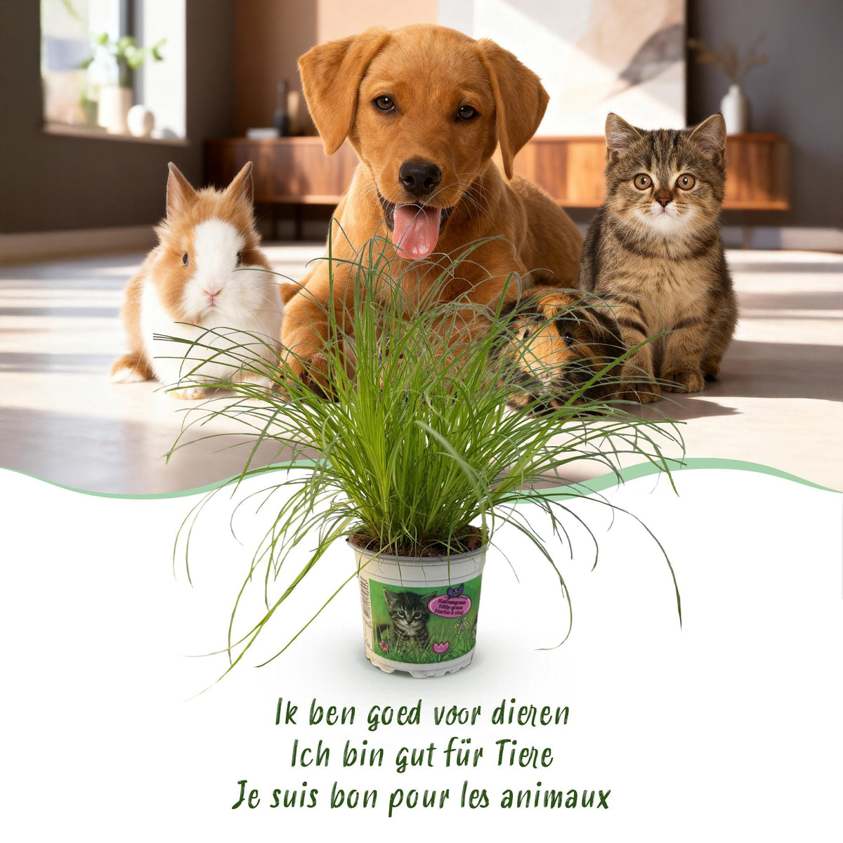 Green boutiQ - Zimmerpflanze - Cyperus alternifolius Zumula - Katzenpflanze - Haustierfreundliche Pflanze - Grün - 2 Pflanzen - mit Potter Weiß - Topf 12cm - Höhe 20cm 