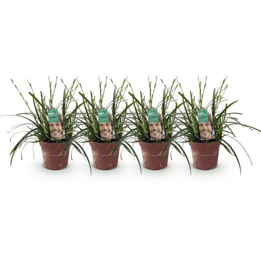Japansegge – Carex oshimensis Intense Green – Ziergras – 4 Pflanzen – Immergrün – Pflegeleicht – Für Beet & Topf – Ø17 cm – Höhe ca. 50 cm 