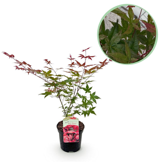 Japanischer Ahorn Acer palmatum Beni Maiko – Rote Balkonpflanze – Ø19cm – Höhe ca. 70cm – Kompakter Zierahorn für Beet & Terrasse 