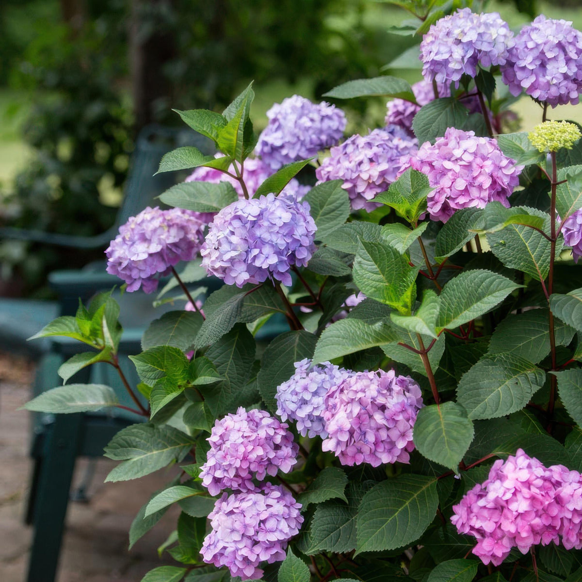 Green boutiQ - Gartenpflanze - Hydrangea Endless Summer Summer Love Purple - Hortensie - Frostbeständig - Lila - 2 Pflanzen - Topf 14 cm - Höhe 20-25 cm 