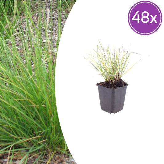 Sesleria autumnalis – 48 Pflanzen – Ø9cm – Höhe 10-25cm – Winterhartes Ziergras – Goldbraune Herbstfärbung – Pflegeleicht für Beet, Steingarten & Naturgarten - Oasis of Life