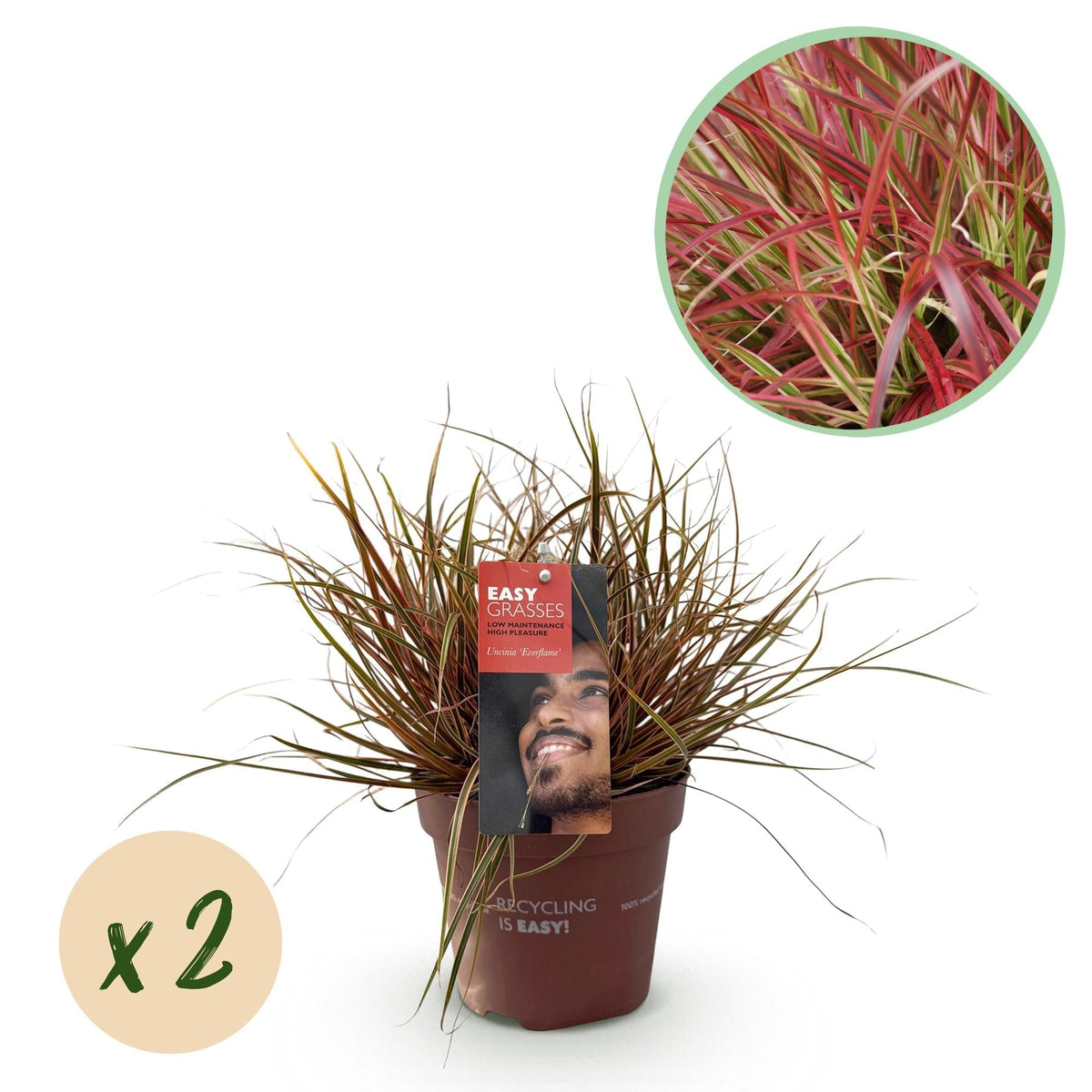 Mahagonigras – Uncinia rubra 'Everflame' – Rotes Ziergras – Immergrün – Pflegeleicht – Für Beete & Töpfe – 2 Pflanzen Ø17 cm – Höhe ca. 50 cm 