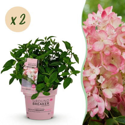 Green boutiQ - Gartenpflanze - Hydrangea panniculata Groundbreaker Blush - Pluimhortensia - Winterhart - Rosa - 2 Pflanzen - Topf 14cm - Höhe 20-25cm 