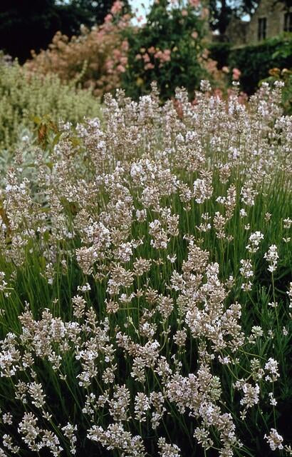 Lavendel Lavandula int. 'Edelweiss' – ↕10-25cm – Ø9cm – 6 Pflanzen – Weiße Blüten, Bienen- & Schmetterlingsfreundlich, Winterhart 
