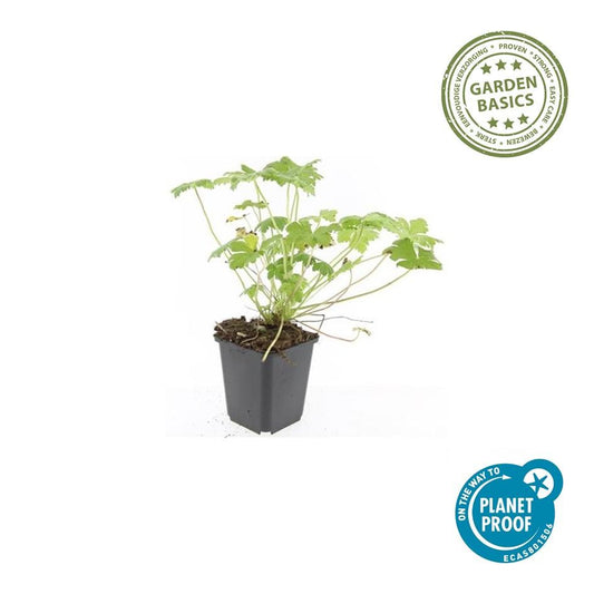 Storchschnabel Geranium macrorrhizum 'Czakor' – ↕10-25cm – Ø9cm – 6 Pflanzen – Tiefrosa Blüten – Aromatisches Laub – Robuster Bodendecker 