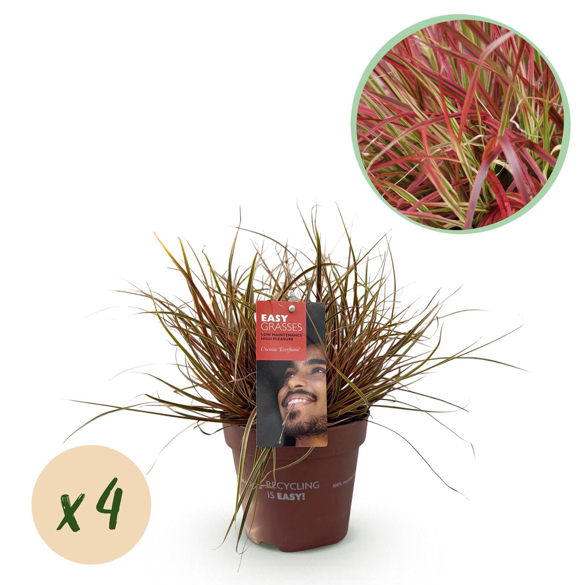 Mahagonigras – Uncinia rubra 'Everflame' – 4 Pflanzen – Immergrün – Ziergras mit rotem Laub – Pflegeleicht – Ø17cm – Höhe ca. 50 cm 