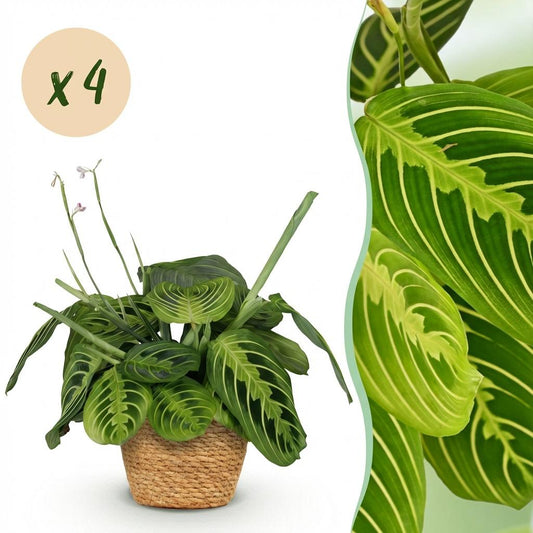 Green boutiQ - Zimmerpflanze - Maranta Fascinator Lemon Lime - Gebetspflanze - Haustierfreundliche Pflanze - Grün - 4 Pflanzen - mit Korb - Topf 12cm - Höhe 25cm 