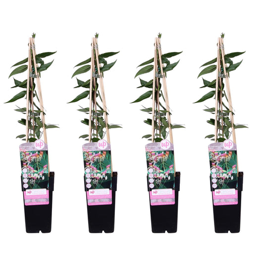 Geißblatt Lonicera henryi 'Copper Beauty' – Immergrüne Kletterpflanze – 4 Pflanzen– ↨65cm – Ø15cm – Duftende gelb-weiße Blüten 