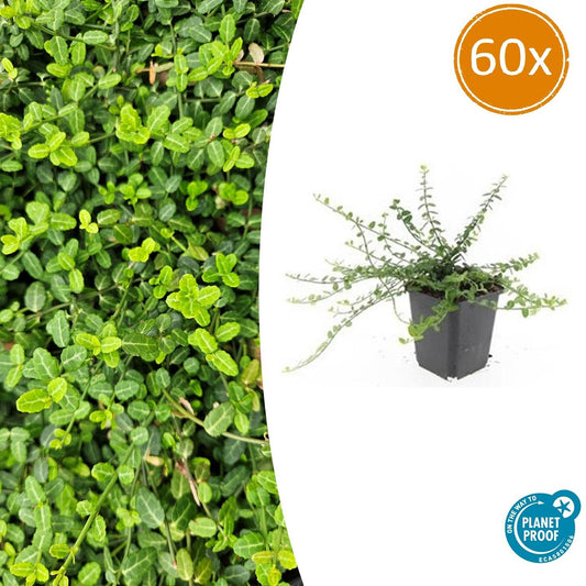 Kleinblättrige Teppichspindel – Euonymus fortunei 'Minimus' – ↑10-25cm – Ø9cm – 60 Pflanzen – Kompakter Bodendecker, winterhart, pflegeleicht, gelb-grünes Laub 