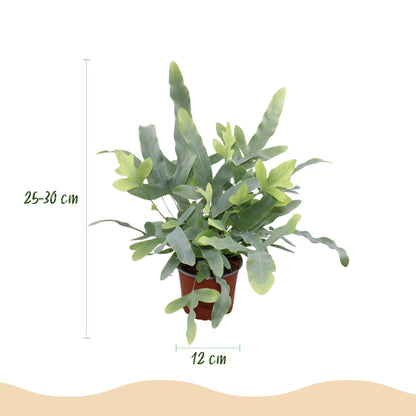 Green boutiQ - Zimmerpflanze - Phlebodium aureum Blue Star - Blaue Farn - Haustierfreundliche Pflanze - Blau - 1 Pflanze - mit Potter Weiß - Topf 12cm - Höhe 25cm 
