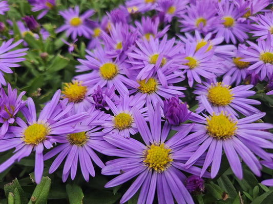 Kissen-Aster Aster (D) 'Prof. Anton Kippenberg' – ↕10-25cm – Ø9cm – 6 Pflanzen – Lila Herbstblüte – Pflegeleicht – Beete & Töpfe 