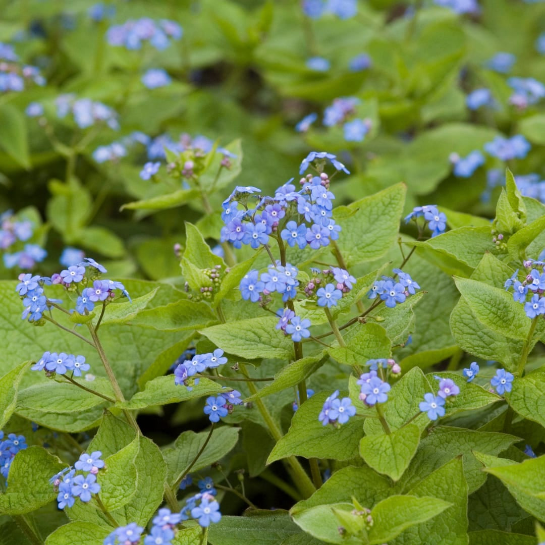 Kaukasisches Vergissmeinnicht Brunnera macrophylla – 6 Pflanzen – 10-25cm – Ø9cm – Winterharte Schattenstaude mit blauen Blüten – Bodendecker für Garten & Gehölzrand - Oasis of Life