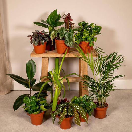 Außenseiterbox – 12 einzigartige Zimmer- und Gartenpflanzen – Ø12cm – bunte Mischung – Pflegeleicht – vielseitig & robust 