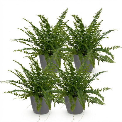 Green boutiQ - Zimmerpflanze - Nephrolepsis exaltata Green Lady - Farn - Haustierfreundliche Pflanze - Grün - 4 Pflanzen - mit Potter Grau - Topf 12cm - Höhe 25cm 