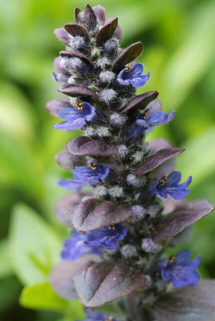 Großblättriger Günsel – Ajuga reptans 'Catlin's Giant' – 6 Pflanzen – Bodendecker mit großen Blättern & blauen Blüten – Winterhart & pflegeleicht – Höhe 10-25cm 