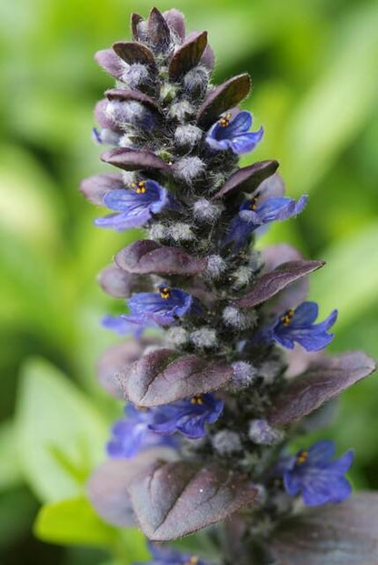 Großblättriger Günsel – Ajuga reptans 'Catlin's Giant' – 6 Pflanzen – Bodendecker mit großen Blättern & blauen Blüten – Winterhart & pflegeleicht – Höhe 10-25cm 