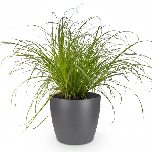 Green boutiQ - Zimmerpflanze - Cyperus alternifolius Zumula - Katzenpflanze - Haustierfreundliche Pflanze - Grün - 1 Pflanze - mit Potter Grau - Topf 12cm - Höhe 20cm 