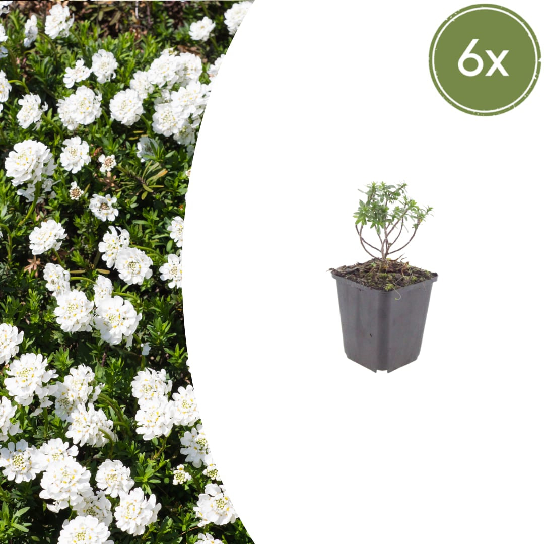 Iberis sempervirens Schneeflocke Winterharte Bodendecker Staude Ø9cm 6 Stück