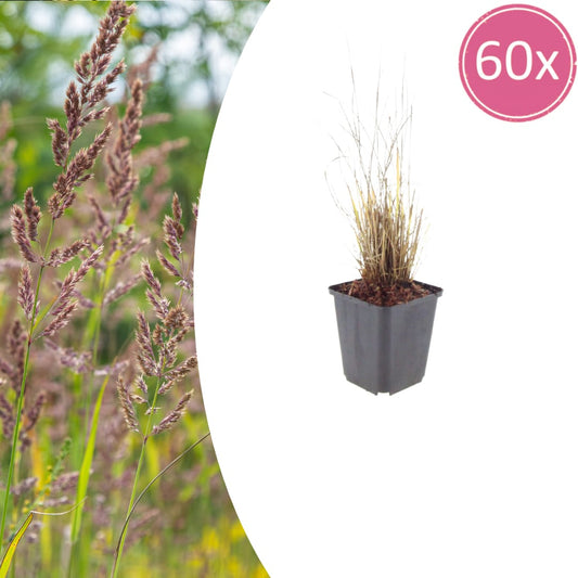 Diamantgras Calamagrostis brachytricha – 60 Pflanzen – Ziergras mit rosa Blütenrispen – 10-25cm – Ø9cm – Winterhart – Für Beet & Präriegarten - Oasis of Life