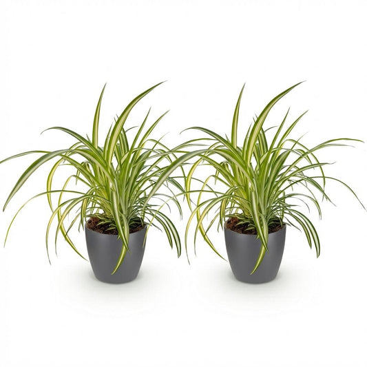 Green boutiQ - Zimmerpflanze - Chlorophytum comosum Variegatum - Bunte Graslilie - Haustierfreundliche Pflanze - Grün - 2 Pflanzen - mit Potter Grau - Topf 12cm - Höhe 20cm 