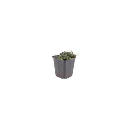 Thymian Thymus praecox Coccineus Bodendecker – 6 Pflanzen – Ø9cm – Höhe 10-25cm – Rosa Rot blühender Polsterthymian – Winterhart – Für Steingarten & Beet - Oasis of Life