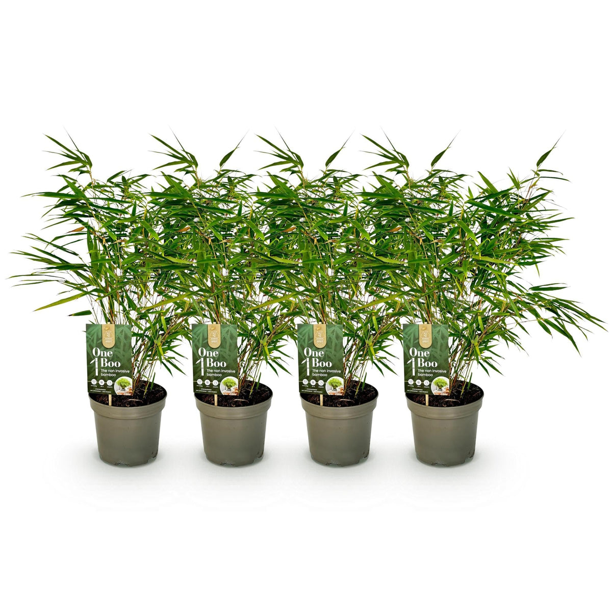 GreenboutiQ - Bambus - Fargesia rufa - Grün - 4 Pflanzen - Immergrün - Nicht Ausbreitend - Topf 17cm Höhe 60cm 