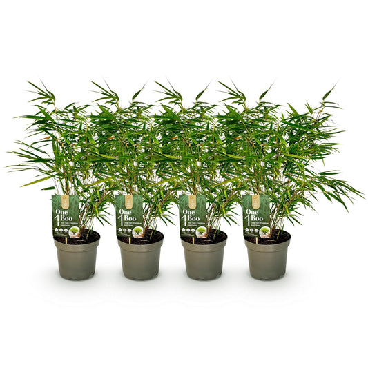 GreenboutiQ - Bambus - Fargesia rufa - Grün - 4 Pflanzen - Immergrün - Nicht Ausbreitend - Topf 17cm Höhe 60cm 