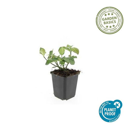 Spindelstrauch – Euonymus fortunei 'Dart's Blanket' – ↕10-25 cm – Ø9 cm – 6 Pflanzen – Bodendecker – Schattentolerant – Winterhart – Pflegeleicht 