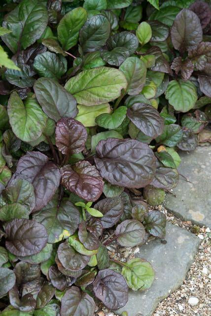 Großblättriger Günsel – Ajuga reptans 'Catlin's Giant' – 6 Pflanzen – Bodendecker mit großen Blättern & blauen Blüten – Winterhart & pflegeleicht – Höhe 10-25cm 