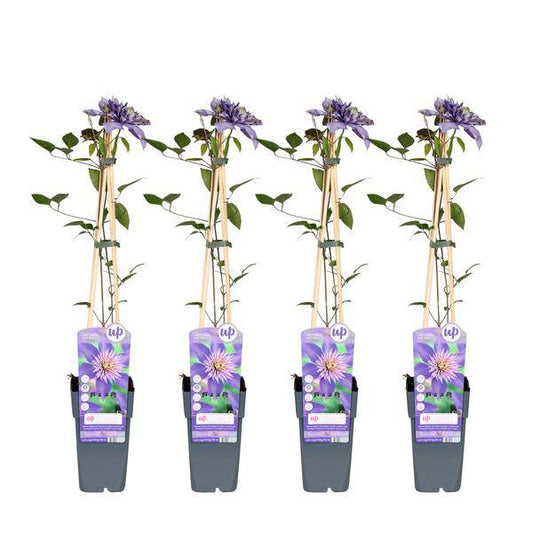 Waldrebe - Clematis Multi Blau - ↨65cm - Ø15cm 