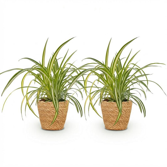 Green boutiQ - Zimmerpflanze - Chlorophytum comosum Variegatum - Bunte Graslilie - Haustierfreundliche Pflanze - Grün - 2 Pflanzen - mit Korb - Topf 12cm - Höhe 20cm 