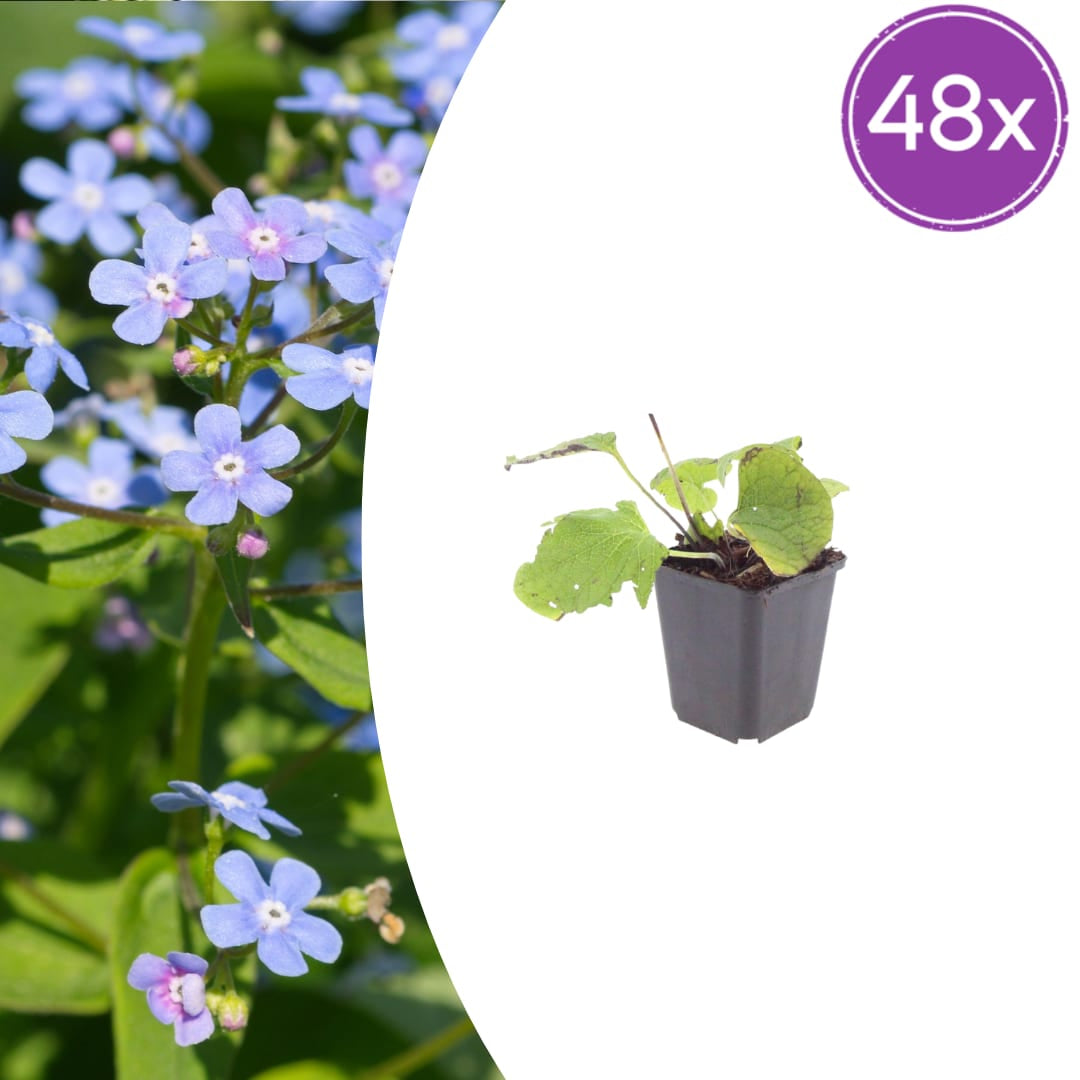 Kaukasisches Vergissmeinnicht Brunnera macrophylla – 48 Pflanzen – 10-25cm – Ø9cm – Winterharte Schattenstaude mit blauen Blüten – Bodendecker für Garten - Oasis of Life