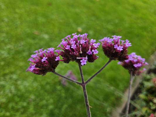 Hohes Eisenkraut Verbena bonariensis 'Lollipop' – ↕10-25cm – Ø9cm – 6 Pflanzen – Lilafarbene Blüten – Langblühend – Pflegeleicht – Balkon, Beet & Garten 