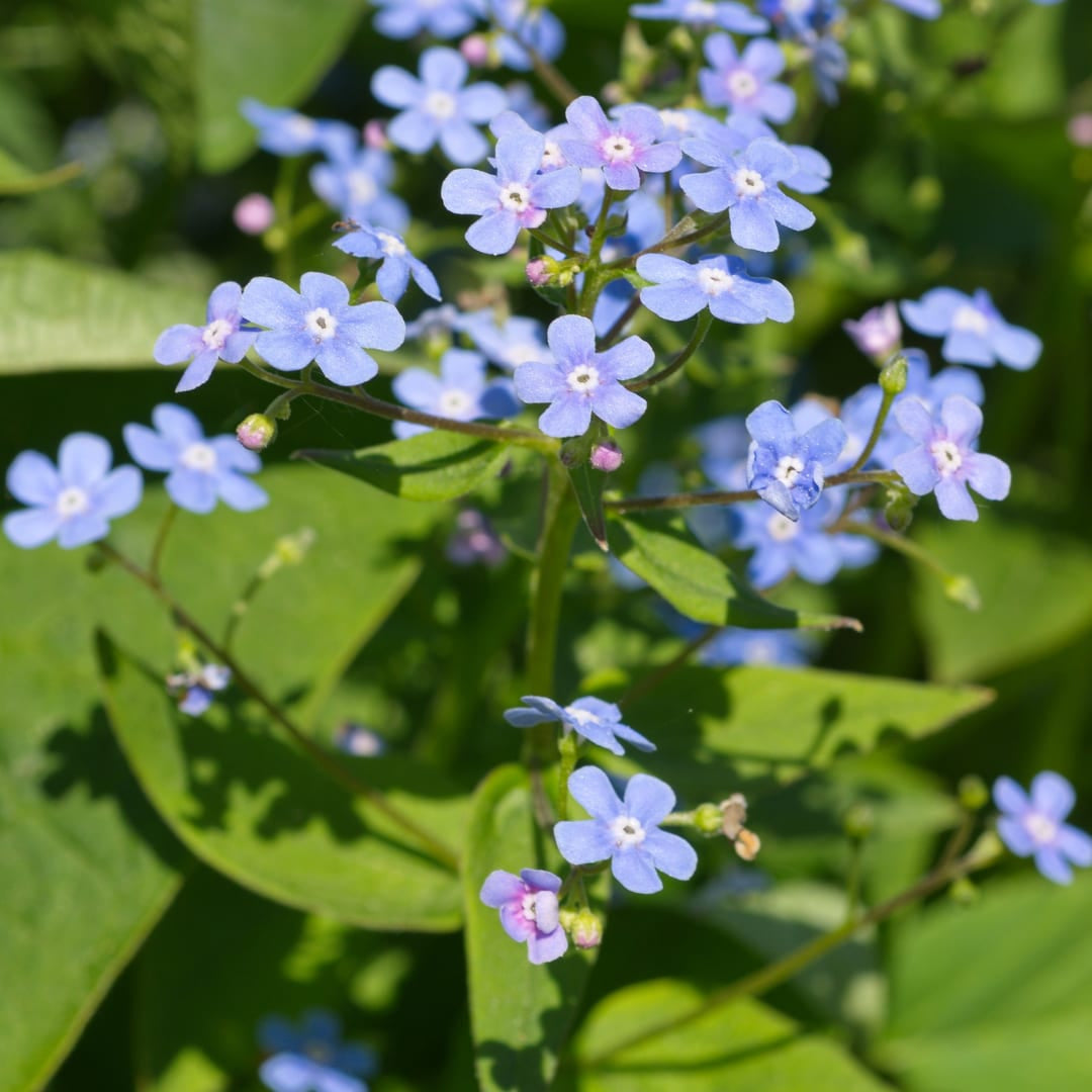 Kaukasisches Vergissmeinnicht Brunnera macrophylla – 6 Pflanzen – 10-25cm – Ø9cm – Winterharte Schattenstaude mit blauen Blüten – Bodendecker für Garten & Gehölzrand - Oasis of Life