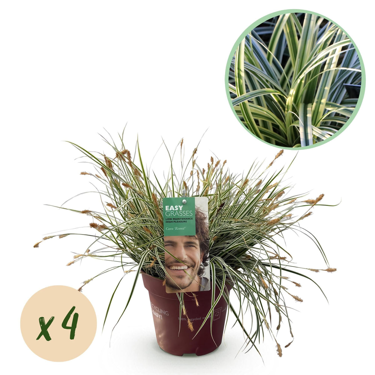 Grünweiße Segge – Carex oshimensis 'Everest' – 4 Pflanzen – Immergrün – Ziergras mit weißem Blattrand – Pflegeleicht – Ø17cm – Höhe ca. 50 cm 