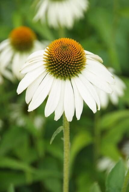 Scheinsonnenhut – Echinacea purpurea 'White Swan' – ↑10-25cm – Ø9cm – 6 Pflanzen – Weiße Blüten, Bienen- und Schmetterlingsfreundlich, pflegeleicht, robuste Staude 