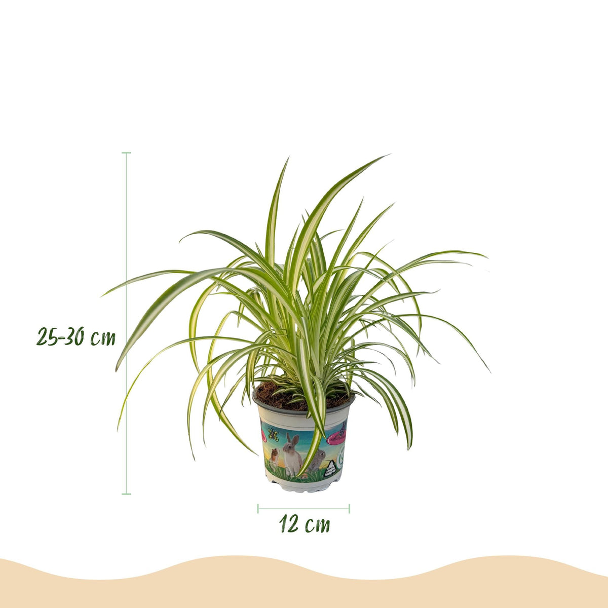Green boutiQ - Zimmerpflanze - Chlorophytum comosum Variegatum - Katzengras - Haustierfreundlich - Bunt - 2 Pflanzen - Topf 12cm - Höhe 25-30cm 