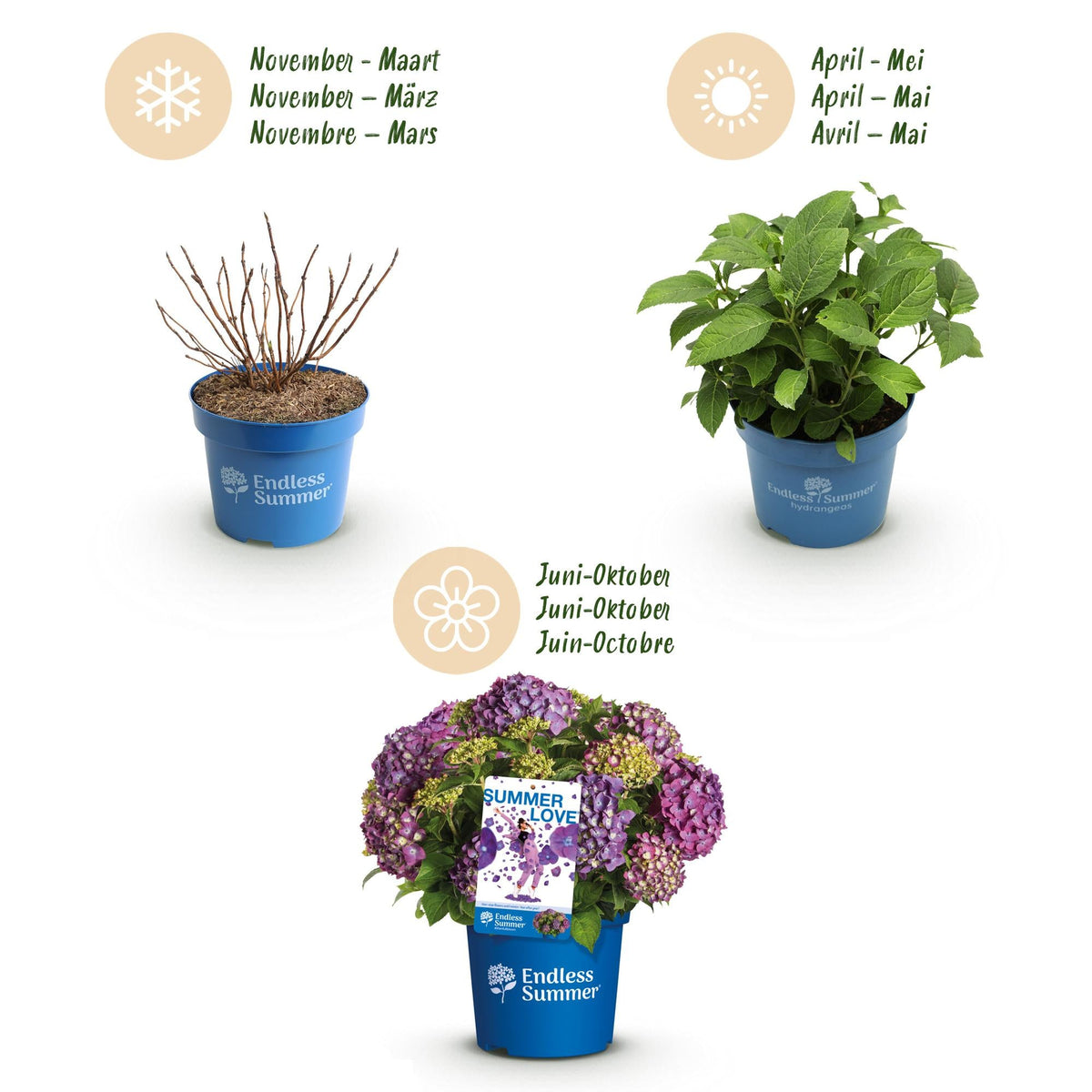 Green boutiQ - Gartenpflanze - Hydrangea Endless Summer Summer Love Purple - Hortensie - Frostbeständig - Lila - 2 Pflanzen - Topf 14 cm - Höhe 20-25 cm 