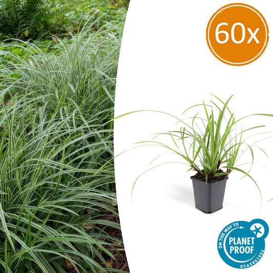 Weißrandige Segge Carex morrowii 'Ice Dance' – ↕10-25cm – Ø9cm – 60 Pflanzen – Immergrüner Bodendecker – Pflegeleicht – Sonne & Schatten – Für Beete & Gartenflächen 