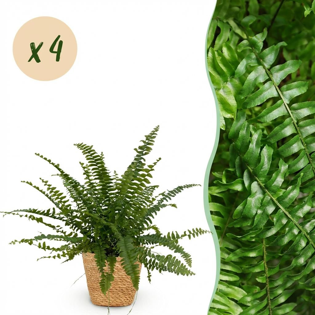 Green boutiQ - Zimmerpflanze - Nephrolepsis exaltata Green Lady - Farn - Haustierfreundliche Pflanze - Grün - 4 Pflanzen - mit Korb - Topf 12cm - Höhe 25cm 