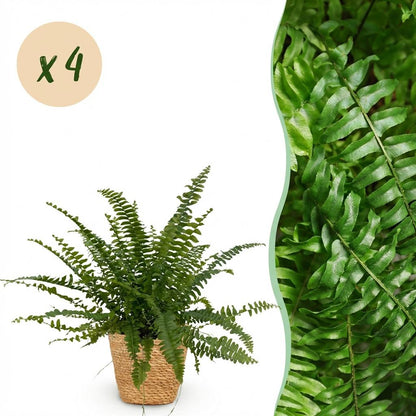Green boutiQ - Zimmerpflanze - Nephrolepsis exaltata Green Lady - Farn - Haustierfreundliche Pflanze - Grün - 4 Pflanzen - mit Korb - Topf 12cm - Höhe 25cm 