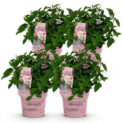 Green boutiQ - Gartenpflanze - Hydrangea panniculata Groundbreaker Blush - Pluimhortensia - Winterhart - Rosa - 4 Pflanzen - Topf 14cm - Höhe 20-25cm 